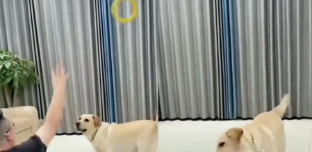 El peludo aprovechando en comerse el trozo de pan de su dueño