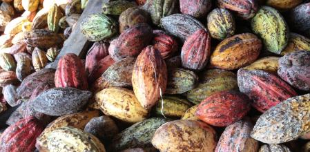 Piezas de cacao&nbsp;