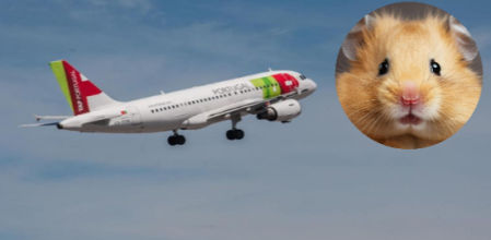 Los roedores provocaron el caos en el avión