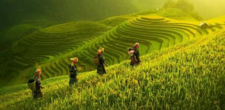 Campos de arroz en Sapa
