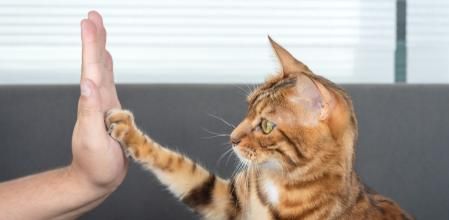 Gato jugando con la palma de la mano de una persona&nbsp;
