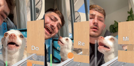 Niki es el chihuahua que protagoniza los contenidos de esta cuenta de TikTok