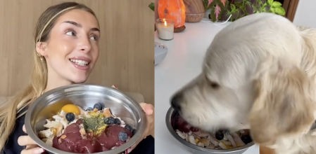 El golden retriever se alimenta de pollo, hígado, arándanos, entre otros alimentos