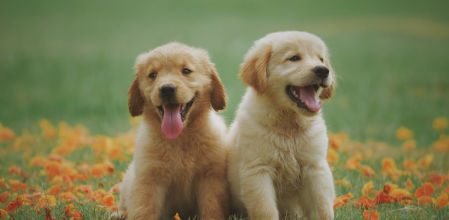 Una atracción que parece irracional ante los bebés de animales tiene una explicación científica