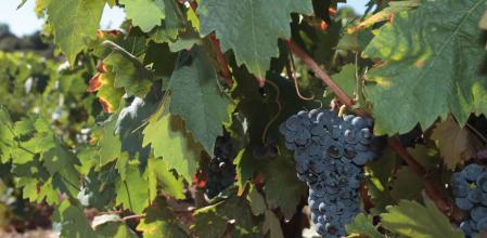 Las piwis son el resultado de décadas de hibridación natural entre Vitis vinifera y otras especies que portan genes de resistencia