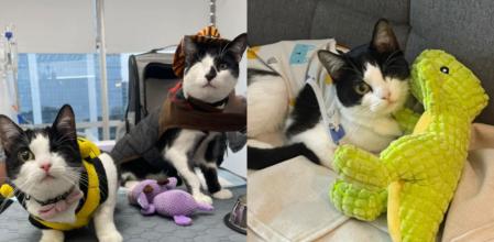 Los gatitos tienen la misma peculiaridad.