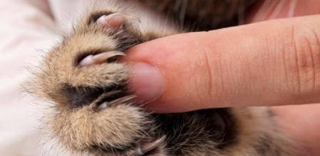 Se está investigando cómo el gato pudo hacer una herida tan profunda