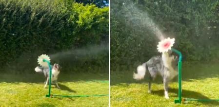 La hilarante manera en la que un perro se divierte con una manguera de agua: 