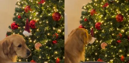 El golden retriever y su árbol de Navidad.