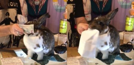 El conejo trabaja como cajero.