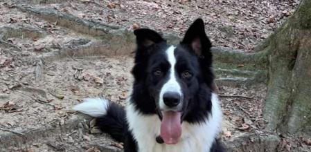 Lucky, el perro secuestrado