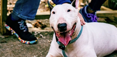 Trooper encajó perfectamente con la familia y Dallas, la perrita que ya tenían