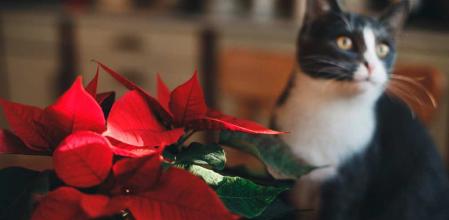 Las mascotas deben tener cuidado con la Flor de Pascua