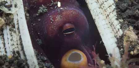 Así es el pulpo 'lanzapiedras'