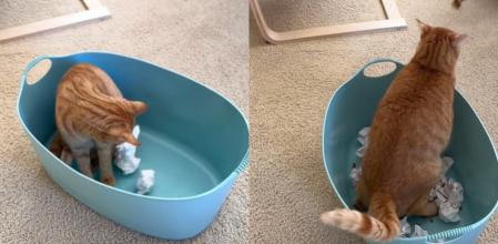 El gato no quiso jugar en este nuevo espacio.