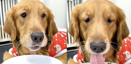 El peludo escondiendo los tomates en su escondite para que la dueña no le pille
