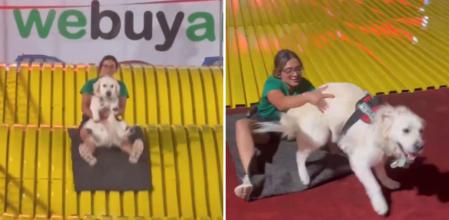 La contagiosa felicidad de un golden retriever tras tirarse por un tobogán: 