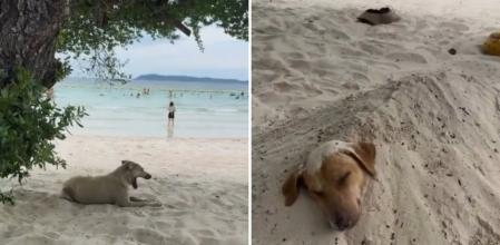 La hilarante escena de un perro que está enterrado en la arena de la playa: 