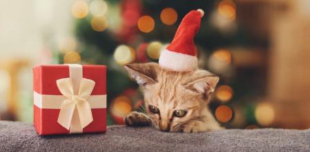Tu gato también se merece un regalo por Navidad