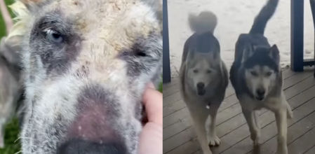 El increíble antes y después de Ryker, un husky que estuvo abandonado durante mucho tiempo