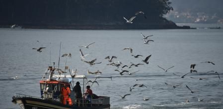 El barco de pescadores perseguido por las gaviotas divisado más de cerca.
