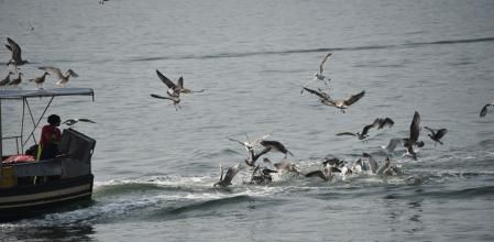 Las gaviotas cesan la persecución y se centran en la comida fácil.