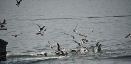 Comienza la lucha de gaviotas.