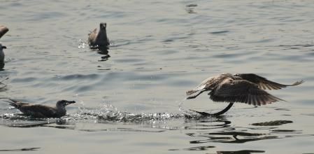 Rápidamente cambia de dirección y la perseguidora fracasa.