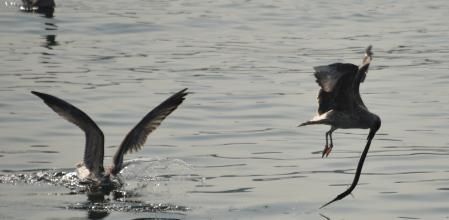 Y el fracaso de la perseguidora vuelve a triunfar.