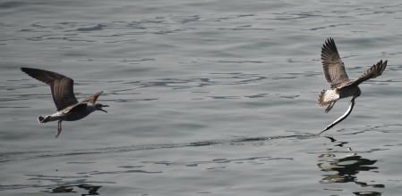 Pero hay muchas gaviotas y una tercera lo intenta comenzando otra persecución.