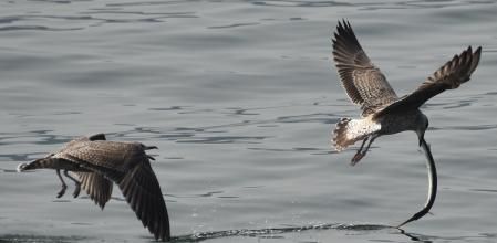 La perseguidora se aproxima rápidamente aprovechándose de que su rival no puede volar tan rápido dado el enorme peso del pez aguja, que le impide además, mantener el cuello erguido.