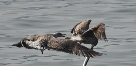 Distancia mínima, instantes antes de producirse el contacto.