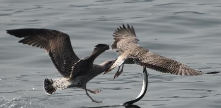 Nuevo fracaso, el cazador resbala, pierde el equilibrio…