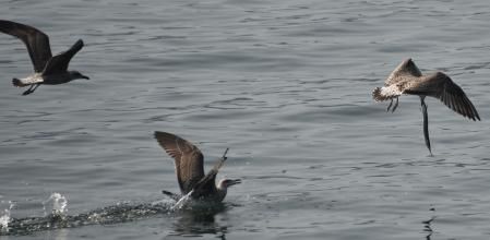Y cae permitiendo a su competidora huir con la presa.