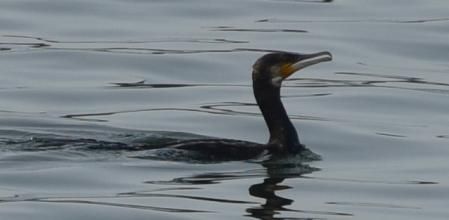 Entonces aparece un oportunista, un cormorán.