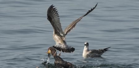 Y acto seguido una gaviota intenta arrebatárselo.