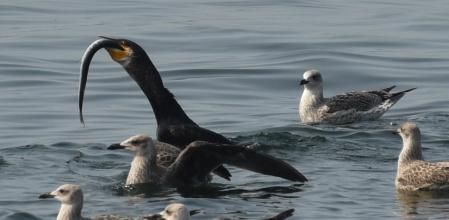 Al rato emerge y comienza a engullir el pez.