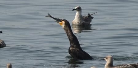 Hasta que se lo traga por completo.