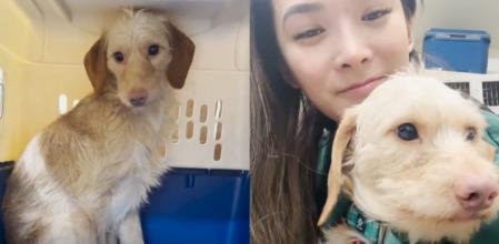 El perrito y su nueva familia.