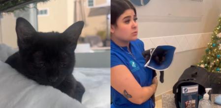El gato recobró la vista gracias a una visita al veterinario