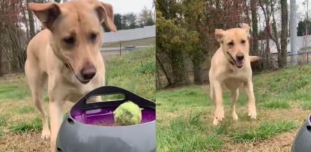 El perrito y su juguete nuevo