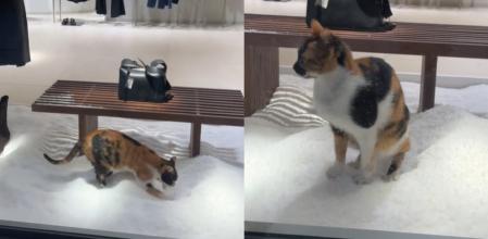 El gato ha protagonizado una escena de lo más viral