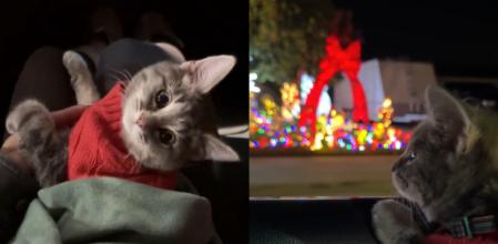 El gatito quedó sorprendido con las luces navideñas