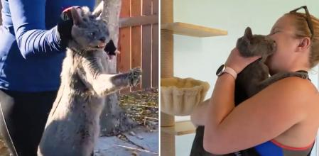 La emotiva recuperación de un gato que estuvo dos años abandonado: 