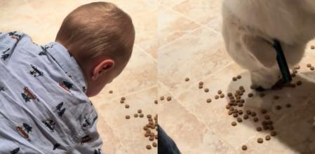 El niño intentó alimentar a su mascota