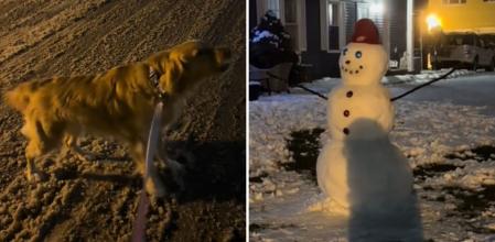 El curioso enemigo que se ha buscado una golden retriever cuando pasea por la calle: 