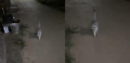 El gatito ladrón de adornos