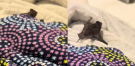 El murciélago en la cama