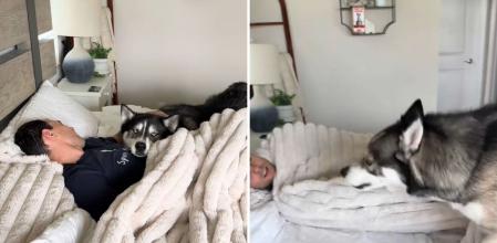 Dos huskies intentan sacar a su dueño de la cama y el resultado es hilarante: 