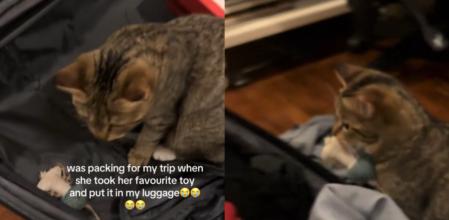 El gatito decidió dejarle un regalo a su dueña